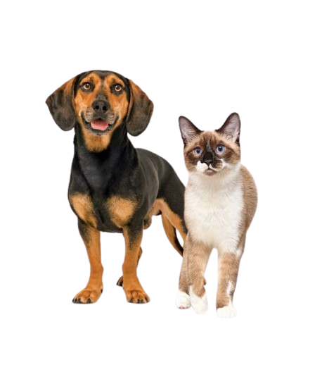 Cachorro e gato juntos, representando os pets atendidos pela Agropecuária nossos bichos